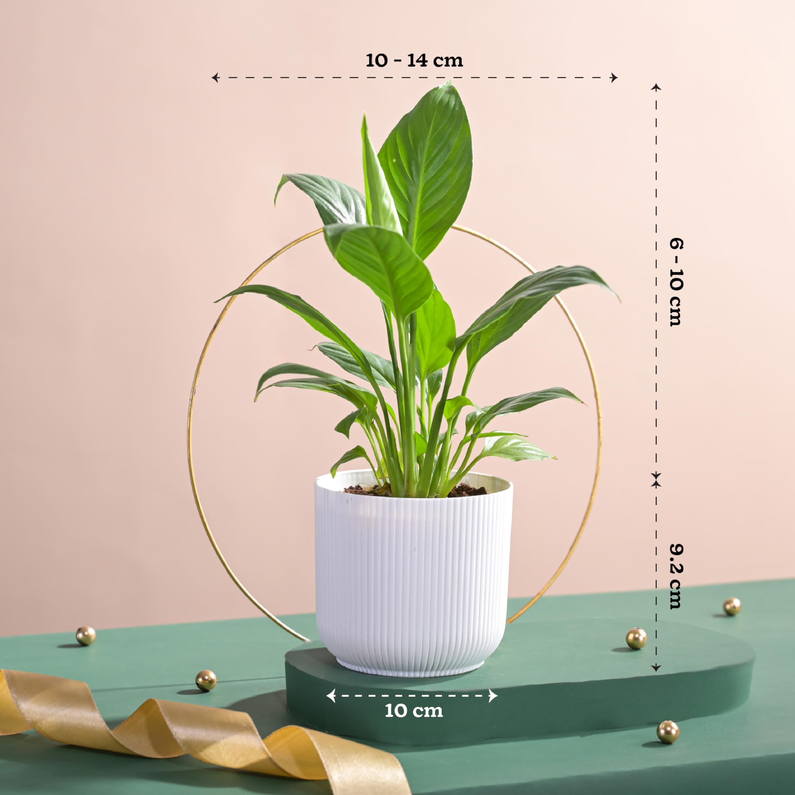 Peace Lily Plant in White Ibiza Pot | Indoor Flowering Air-Purifying Plant for Home, Bedroom & Living Room Decor