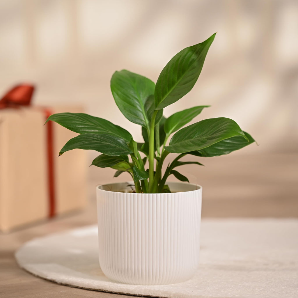Peace Lily Plant in White Ibiza Pot | Indoor Flowering Air-Purifying Plant for Home, Bedroom & Living Room Decor