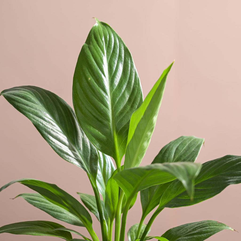 Peace Lily Plant in White Ibiza Pot | Indoor Flowering Air-Purifying Plant for Home, Bedroom & Living Room Decor