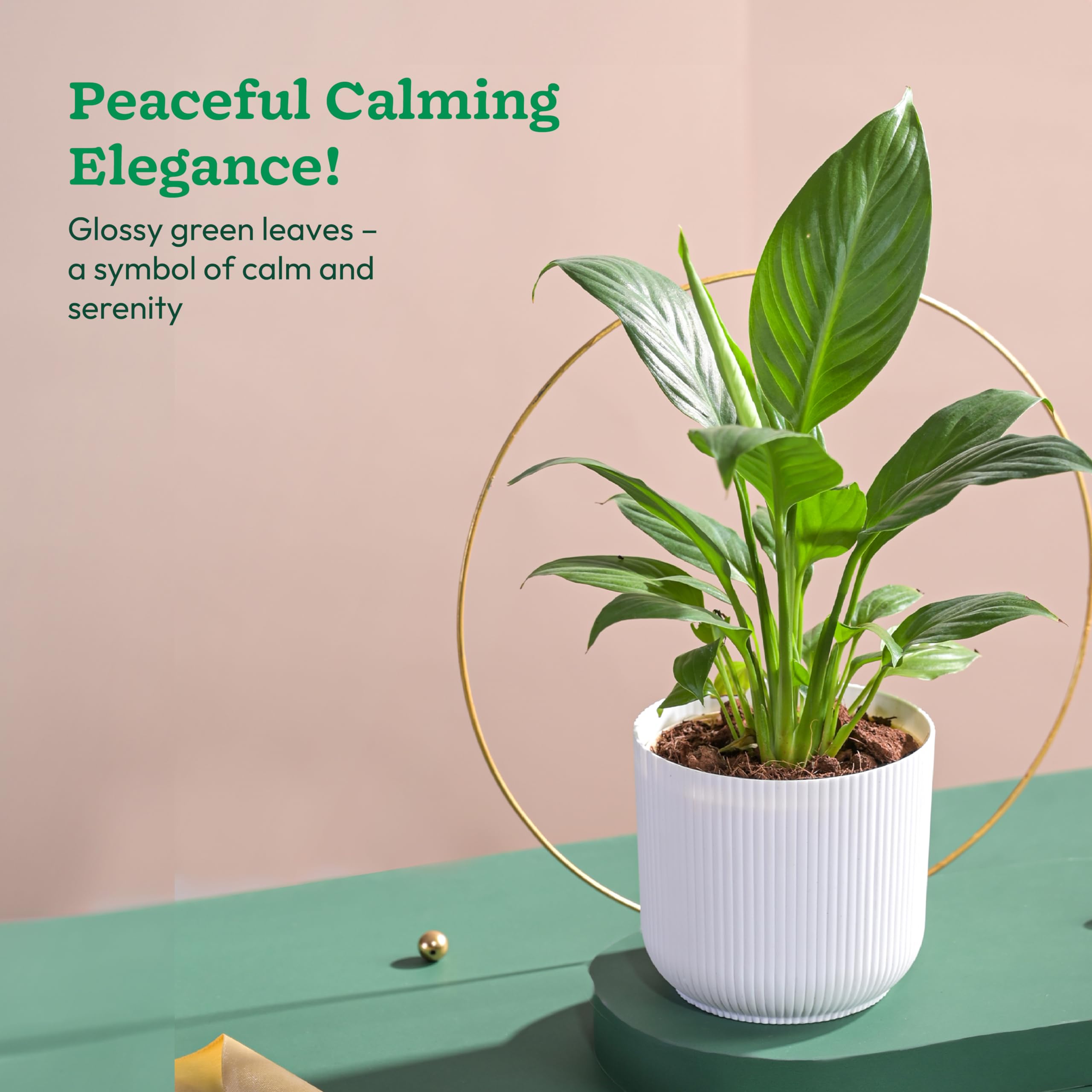 Peace Lily Plant in White Ibiza Pot | Indoor Flowering Air-Purifying Plant for Home, Bedroom & Living Room Decor
