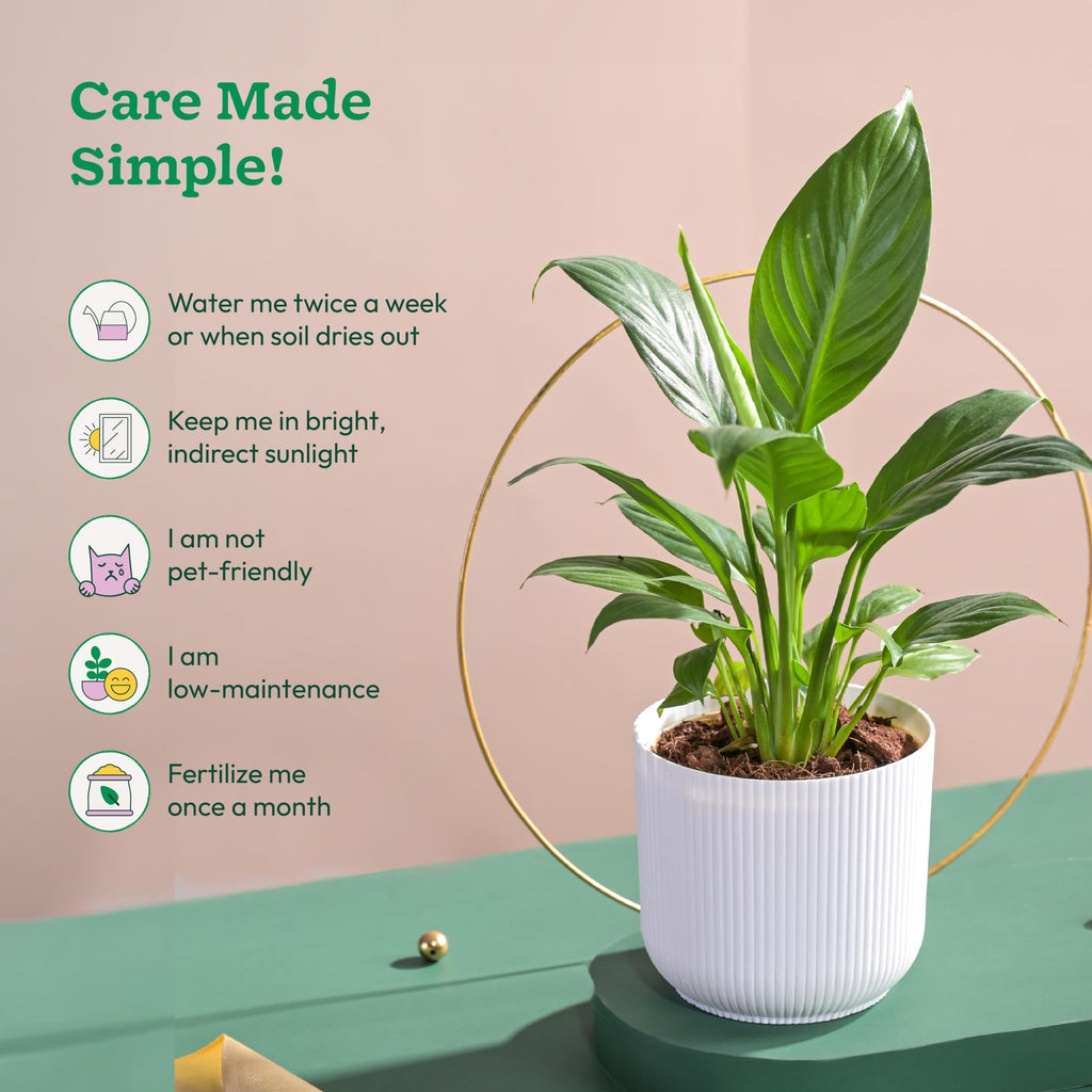 Peace Lily Plant in White Ibiza Pot | Indoor Flowering Air-Purifying Plant for Home, Bedroom & Living Room Decor