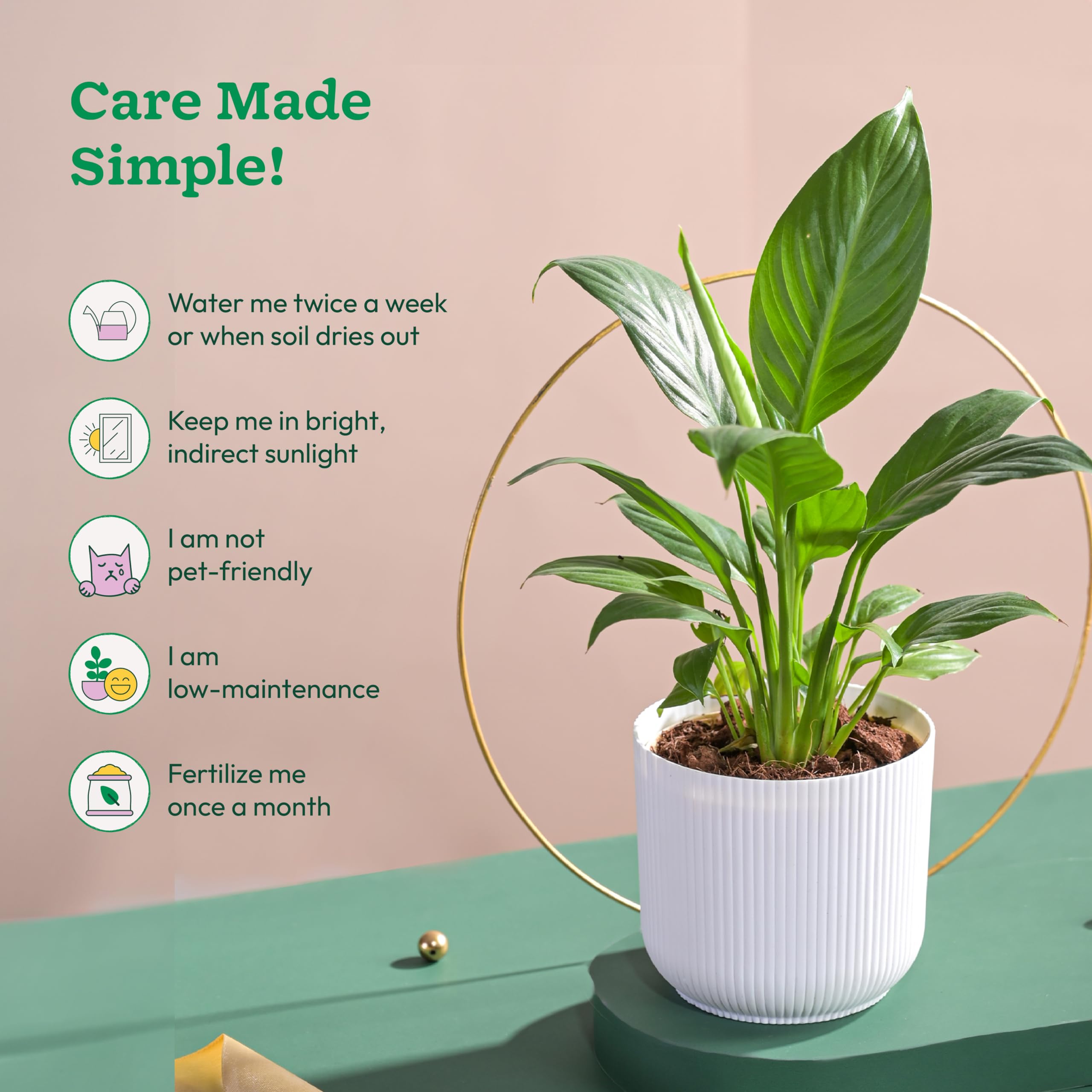 Peace Lily Plant in White Ibiza Pot | Indoor Flowering Air-Purifying Plant for Home, Bedroom & Living Room Decor